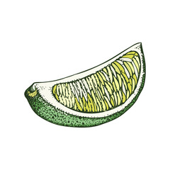 Lime fruit sketch in color. Citrus fruit slice hand-drawn vector illustration. Exotic plant drawing in watercolor style. Botanical design element. NOT AI-generated - 762280131