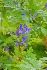 Closeup of aconitum kusnezoffii, native to Siberia, Korea and China.