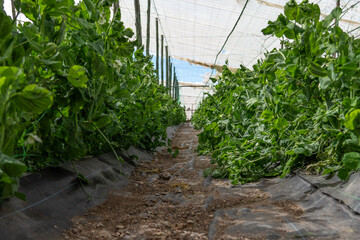 peas greenhouse about to harvest, organic and healthy vegetables