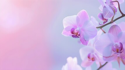 Beautiful lilac orchid flower phalaenopsis with copyspace