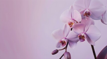 Beautiful lilac orchid flower phalaenopsis with copyspace - obrazy, fototapety, plakaty