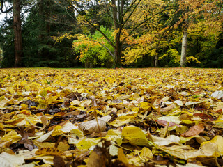 Fallen leaves on ground with tree in background