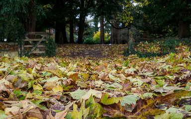 Autumn leaves on ground with wooden gate in background