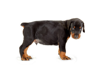Portrait of standing doberman puppy isolated on white.