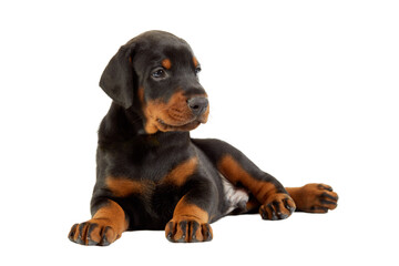 Portrait of lying doberman puppy isolated on white