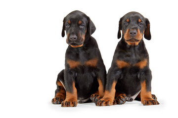 Two sitting doberman puppies isolated on white.