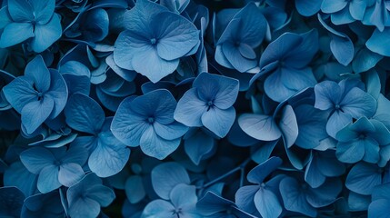 Blue hydrangea flora background closep top view - obrazy, fototapety, plakaty