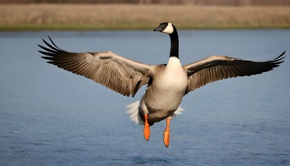 A Goose With Its Wings Angled To Catch The Breeze