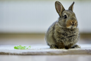 Grey pygmy rabbit sitting on rug indoor.