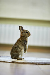 Grey pygmy rabbit standing on rug indoor.