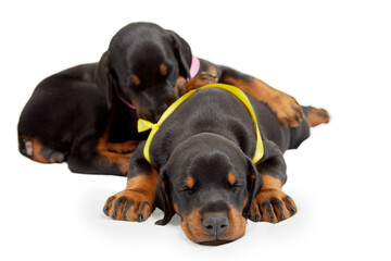 Two little sleeping doberman puppies isolated on white.