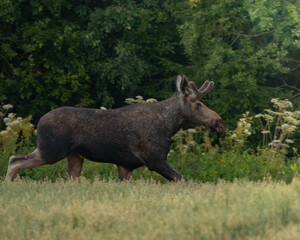 élan dans un champs, Finlande