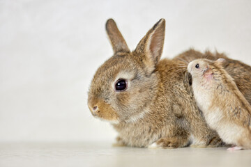Fluffy pygmy rabbit and golden hamster.