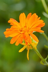 Clsoeup of Calendula officinalis, the pot marigold, common marigold, ruddles, Mary's gold or Scotch...