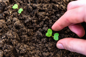 Young radish sprouts growing in the soil of greenhouse.
