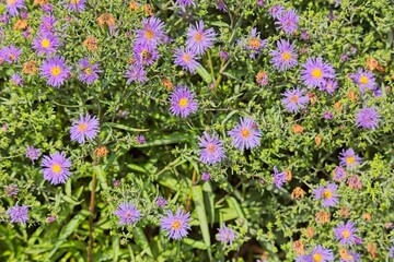 Closeup of Symphyotrichum novi-belgii, also known as New York aster, is a species of flowering...