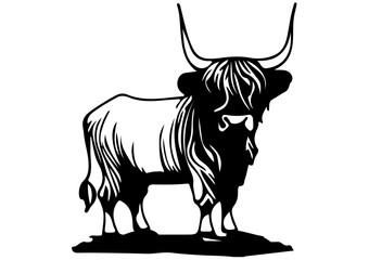 Highland cow 02