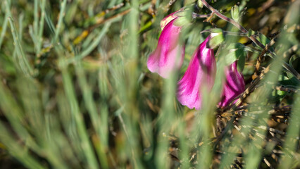 Purple flowers