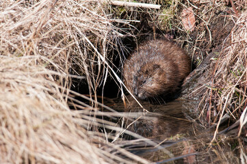 Common Muskrat hiding at the edge of the water