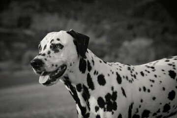 Black and white portrait of a Dalmatian and his dog