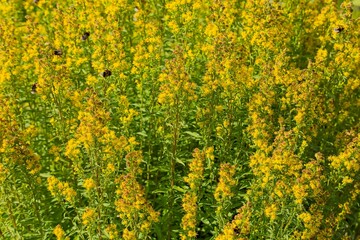 Closeup of Goldenrod (solidago cutleri), also known as Cutler´s goldenrod, is a clump-forming perennial wildflower. 
