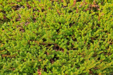 Closeup of empetrum nigrum, crowberry, black crowberry, or, in western Alaska, blackberry, is a flowering plant species in the heather family Ericaceae. 