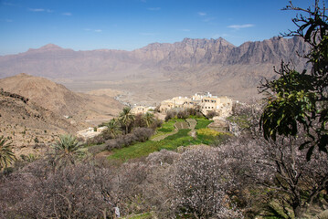 Apricot trees in blossom in the Western Hajar Mountains, Wakan, Oman