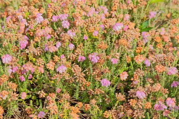 Closeup of erica tetralix, the cross-leaved heath, is a species of flowering plant in the family Ericaceae, native to western Europe. 