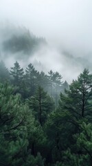 A foggy forest filled with lots of pine trees.
