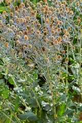 Closeup of eryngium planum, the blue eryngo or flat sea holly, is a species of flowering plant in the family Apiaceae, native to the area that includes central and southeastern Europe and central Asia