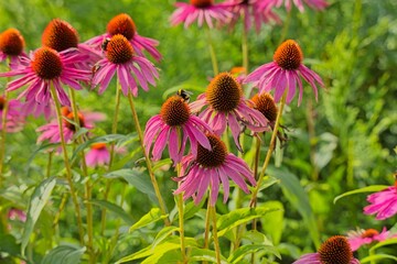 Closeup of Saxifraga hostii flower.