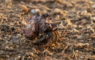 crayfish close up
