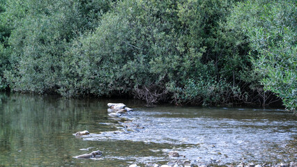 Stony river and vegetation
