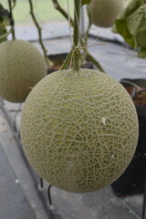 Fresh green melon fruit on the tree, healthy and juicy tropical melon, exotic organic sweetness in nature.