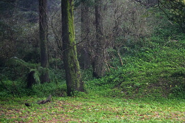 In early spring, the moist tree trunks in the forest are covered with vibrant green moss, creating a harmonious and tranquil scene with the lush grassland around them.