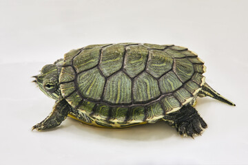 Red-eared turtle on white surface, profile view.