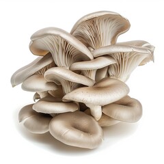 Fresh oyster mushrooms on isolated white background. Can be used in cooking recipes or blogs. - obrazy, fototapety, plakaty
