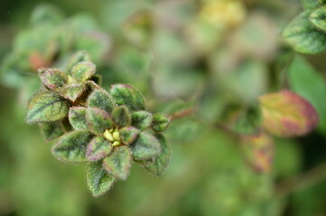 Early spring, cloudy afternoon, azalea leaves in sharp focus. Covered in fine fuzz, warm matcha green hue. Against the cloudy sky, leaves serene, creating harmony.