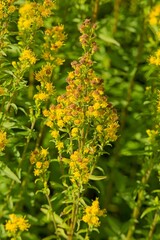 Obraz premium Closeup of Goldenrod (solidago cutleri), also known as Cutler´s goldenrod, is a clump-forming perennial wildflower. 