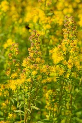 Fototapeta premium Closeup of Goldenrod (solidago cutleri), also known as Cutler´s goldenrod, is a clump-forming perennial wildflower. 