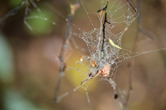 A close-up photo of a spider web on a tree branch after a spring rain. The web is covered in raindrops and fallen leaves, creating a beautiful and intricate scene.