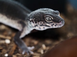BLACK NIGHT LEOPARD GECKO ON NATURAL BACKGROUND