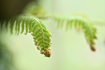 Witness the delicate details of ferns unfurling in early spring! After a refreshing rain shower, capture a close-up of a fern's tip curled against a soft, blurred backdrop of lush greenery.