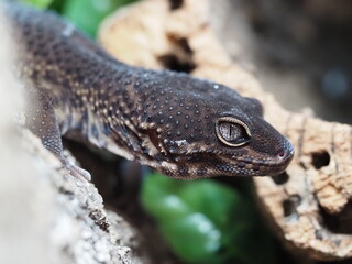 BLACK NIGHT LEOPARD GECKO ON NATURAL BACKGROUND BASKING UNDER UVB