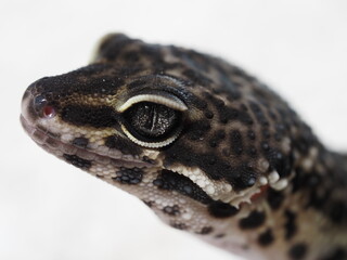BLACK NIGHT LEOPARD GECKO HEADSHOT CLOSEUP MACRO ON WHITE BACKGROUND