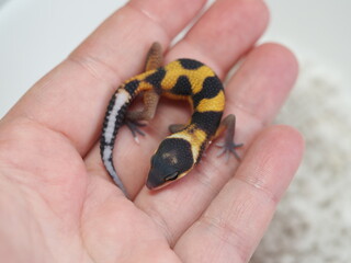 HATCHLING YELLOW AND BLACK LEOPARD GECKO BEING HELD