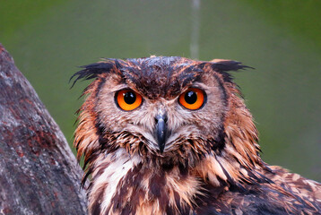 Eagle owl portrait, The Eurasian eagle-owl is a species of eagle-owl that resides in much of Eurasia. Eagle owl eyes.