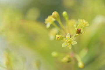 A close-up of Thinleaf Machilus flowers on a rainy afternoon in early spring, exuding a warm yellow-green glow, evoking a sense of tranquility and peace.