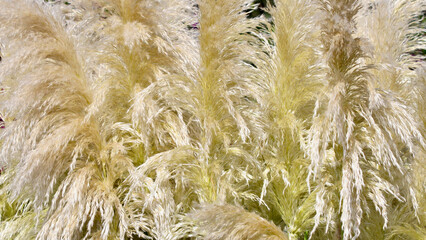 Background from Pampas grass. Natural backdrop, closeup photo.