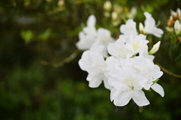 White azaleas bloom freely in the shade of evergreen trees on a rainy spring afternoon, exuding an air of quiet elegance.